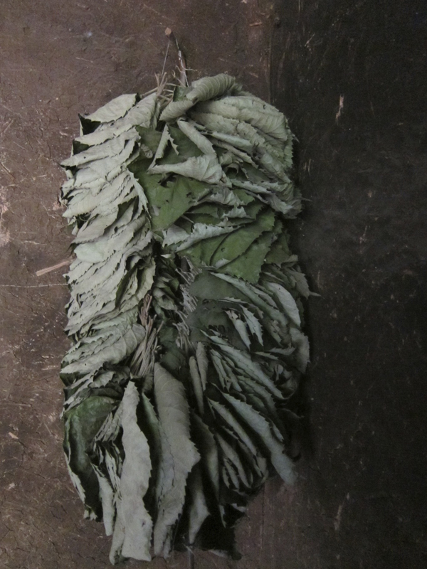 BASEhouse 50 dried leaves